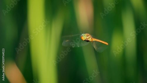 Green-eyed hawker (Aeshna isosceles) flying, red dragonfly in flight photo