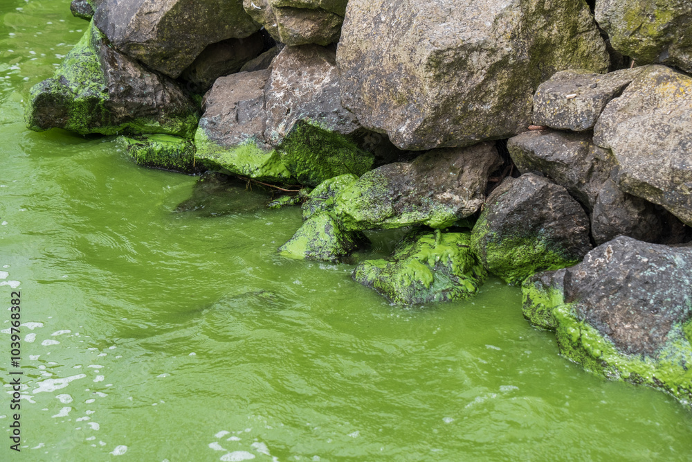 Luminous green water and green residue on shoreline rocks from cyanobacteria (blue green algae) pollution in Lough Neagh, Northern Ireland. Luminous green water and green residue on shoreline rocks from cyanobacteria (blue green algae) pollution in Lough Neagh, Northern Ireland.
