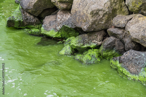 Luminous green water and green residue on shoreline rocks from cyanobacteria (blue green algae) pollution in Lough Neagh, Northern Ireland.