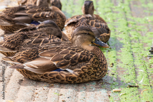 Ducks on shoreline surrounded by from sludge from toxic blue green algae blooms (cyanobacteria), Lough Neagh, Northern Ireland. photo