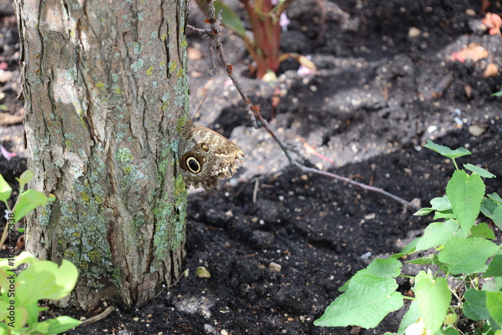 Obraz premium large brown butterfly with eye design clinging to the side of a tree