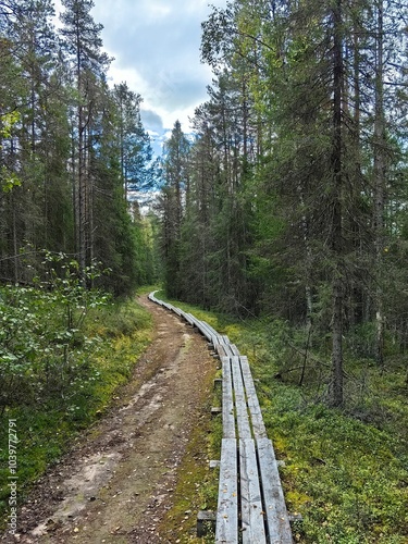 Explore the scenic boardwalk trails of Paanajarvi National Park in Karelia during the serene autumn season photo