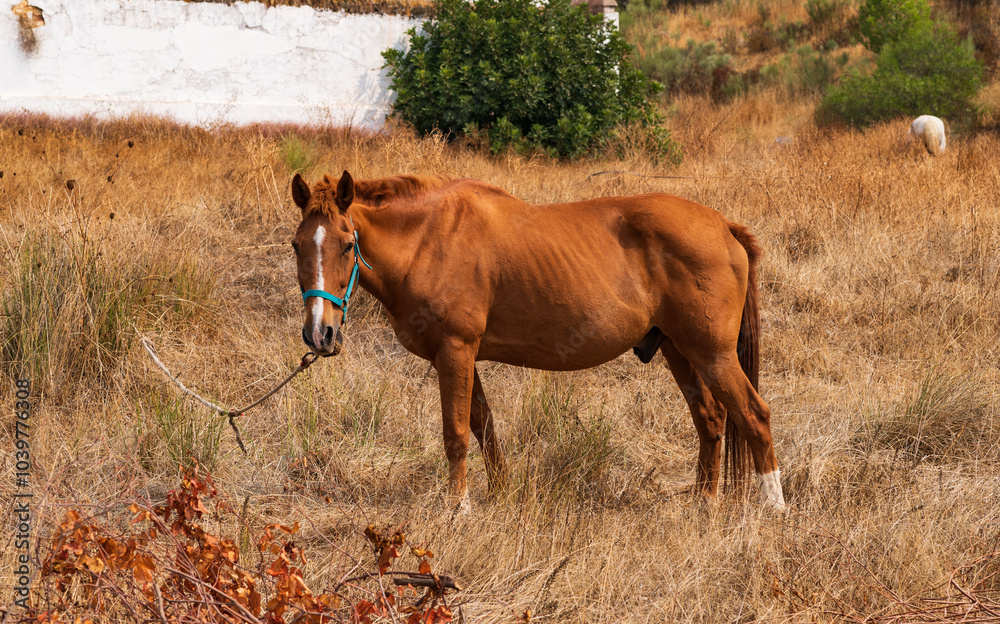 Fototapeta premium Caballo alazán, animal equino, pastando en el campo.