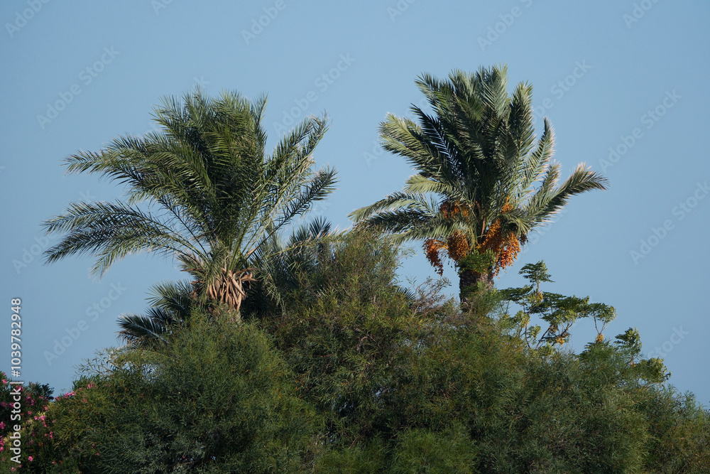 Palm trees in the park on the background of the blue sky Palm trees in the park on the background of the blue sky
