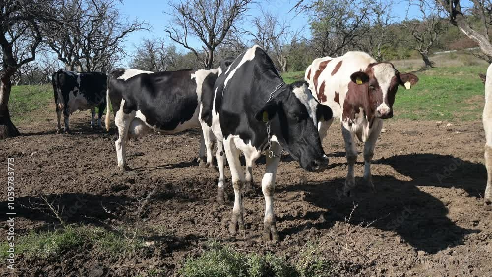 Close-up of cows standing together in a farm setting, showing their inquisitive expressions and detailed markings, captured in natural light on a bright day Close-up of cows standing together in a farm setting, showing their inquisitive expressions and detailed markings, captured in natural light on a bright day