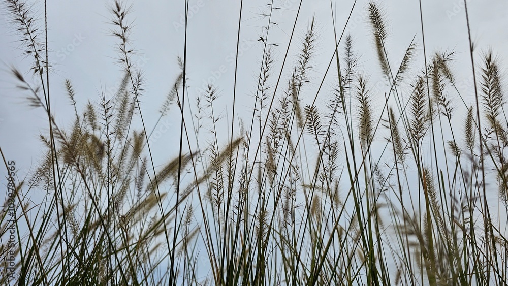 Obraz premium 흐린 가을날 구름이 있는 하늘 배경으로 무르익은 강아지풀 근접