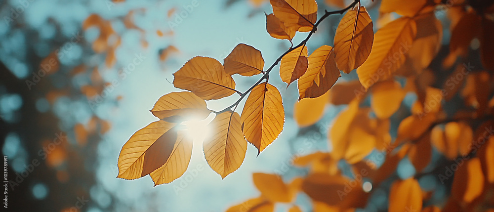 Golden Autumn Leaves in Sunlight Close Up Nature Photography Golden Autumn Leaves in Sunlight Close Up Nature Photography