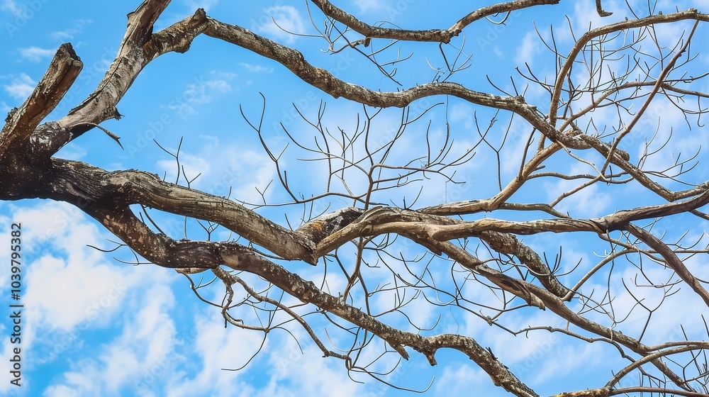 Dry tree branches with blue sky - a serene and natural sight. This image showcases dry tree branches against a beautiful blue sky, creating a sense of tranquility and simplicity Dry tree branches with blue sky - a serene and natural sight. This image showcases dry tree branches against a beautiful blue sky, creating a sense of tranquility and simplicity