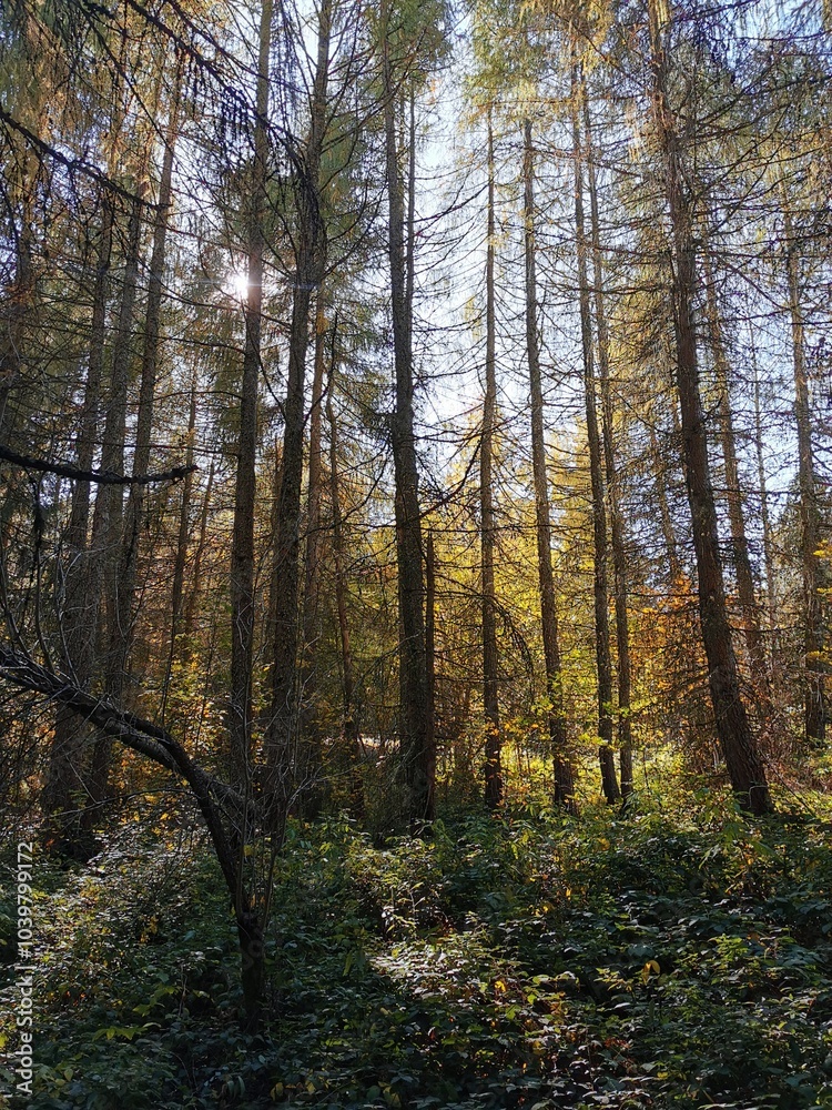 Obraz premium autumn forest in the morning