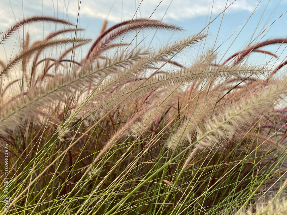Obraz premium Photograph of cogon grass, showcasing its feathery tufts swaying in the breeze