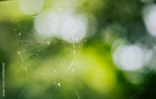 Little spider on a cobweb in blur background in nature