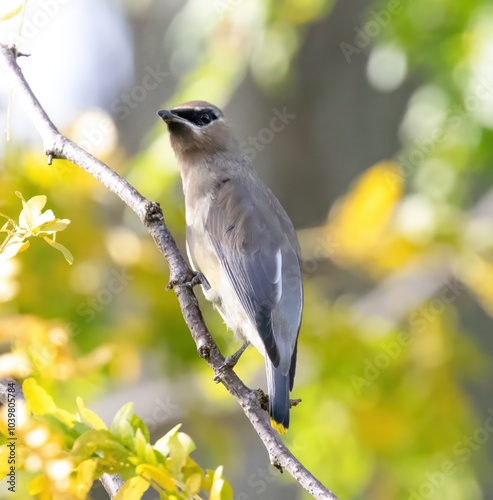 Cedar Waxwing photo