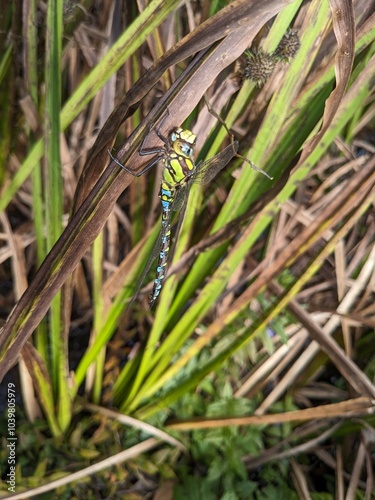 Blaugrüne Mosaikjunfer am Teich - dragonfly at the pond photo