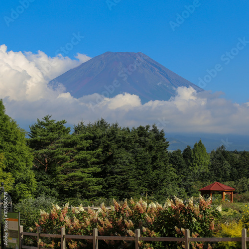 Japan’s Mt. Fuji in summer season