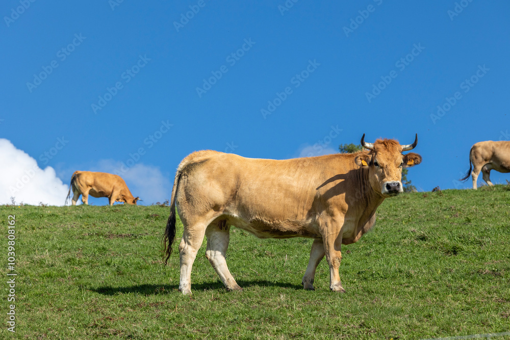 Beautiful cows grazing on a lush green hillside meadow. Beautiful cows grazing on a lush green hillside meadow.