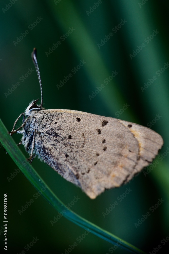 Fototapeta premium close up of a butterfly