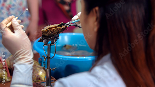 Oyster pearl farm in Vietnam, a woman removes pearls from oysters with tongs.