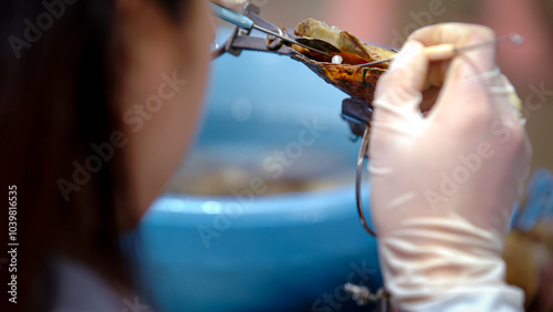 Oyster pearl farm in Vietnam, a woman removes pearls from oysters with tongs.