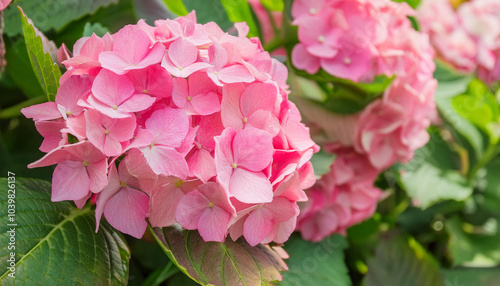 A Close Up of a Pink Hydrangea Bloom in a Garden Setting and Copy Space