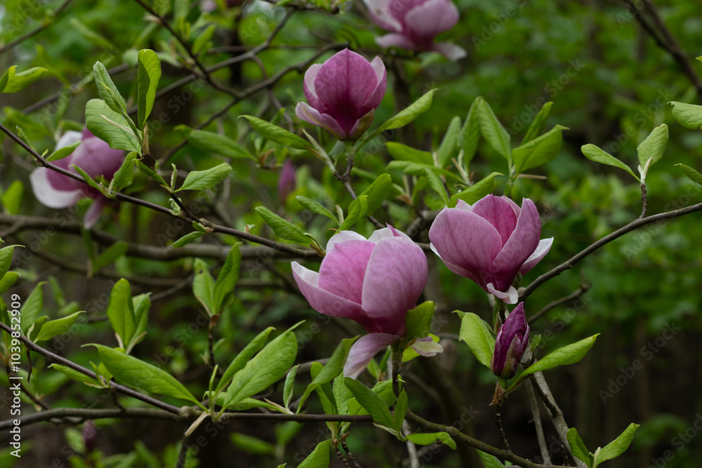 Green spring nature background with pink magnolia flowers trees Green spring nature background with pink magnolia flowers trees