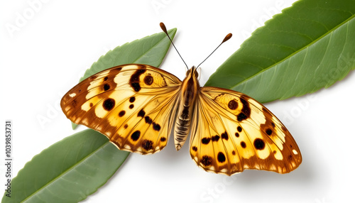 Speckled wood butterfly, Pararge aegeria, isolated on white, top view isolated with white highlights, png photo