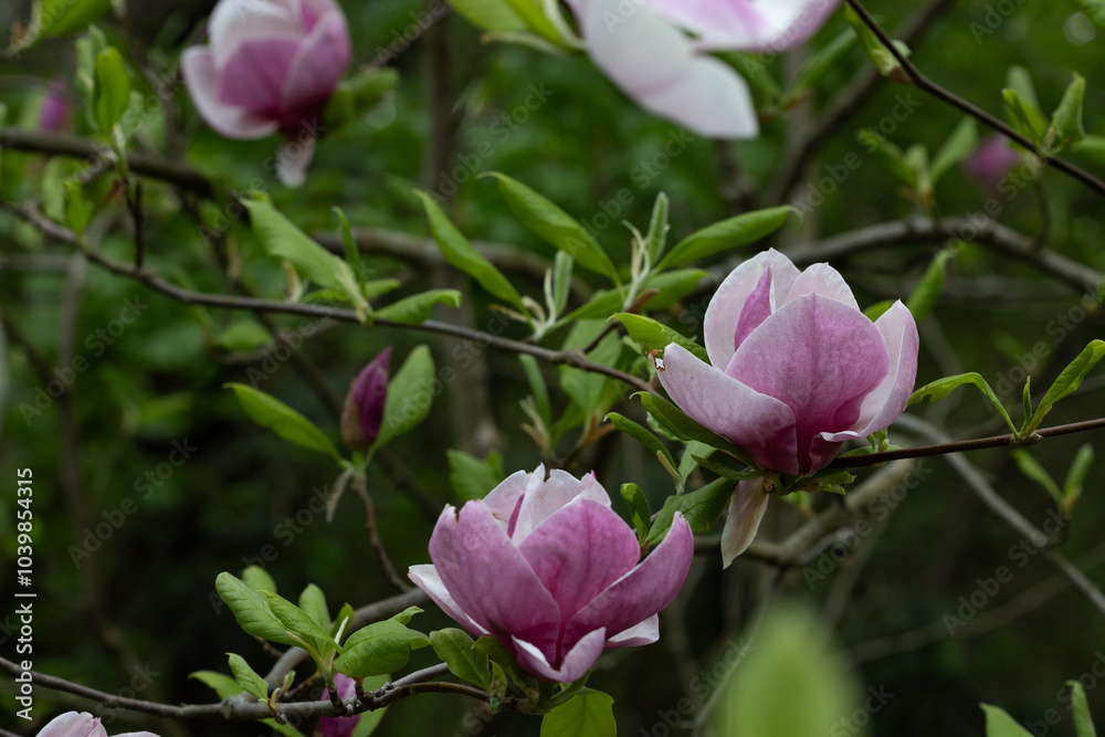 Spring big flowers blossom on tree spring concept Spring big flowers blossom on tree spring concept