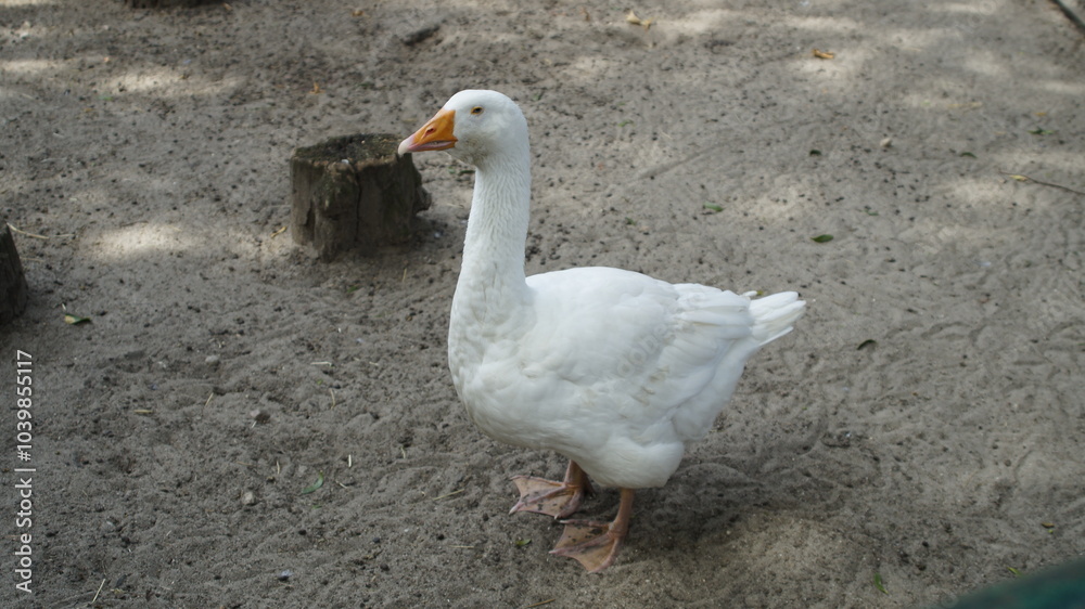 Pure Elegance: White Goose in the Outdoors Pure Elegance: White Goose in the Outdoors