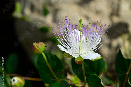 Blüte der Kaper // Blossom of the caper (Capparis spinosa) - Insel Kimolos, Kykladen, Griechenland photo