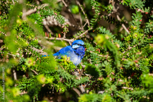 Splendid Fairy-wren on green native shrub. photo