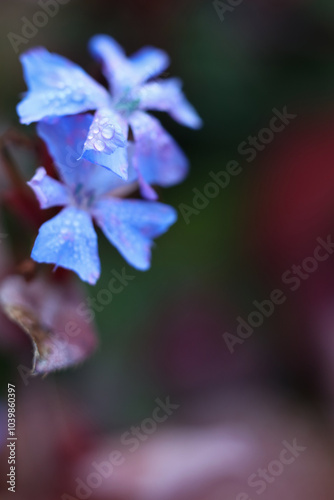 Blue Ceratostigma, or leadwort, plumbago flower with dew drops on the petals close-up photo