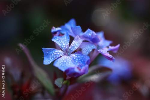 Blue Ceratostigma, or leadwort, plumbago flower with dew drops on the petals close-up	 photo