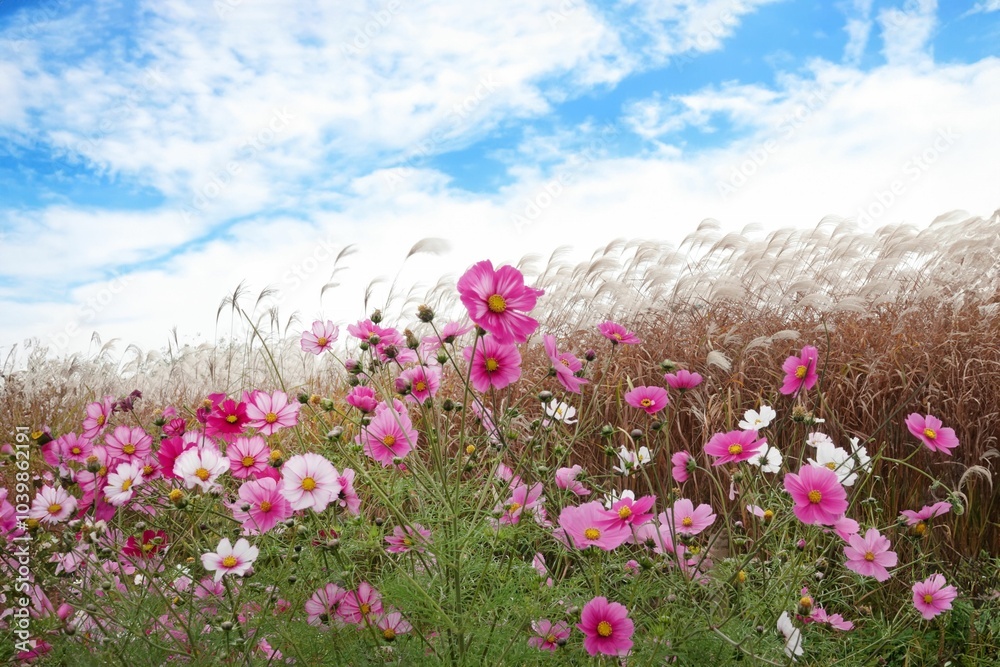 Obraz premium Vibrant pink and white cosmos flowers bloom under a bright blue sky in a serene field.