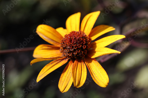 Yellow flower of a single Heliopsis helianthoides 'BURNING HEARTS' rough oxeye, false sunflower in the garden, close-up photo