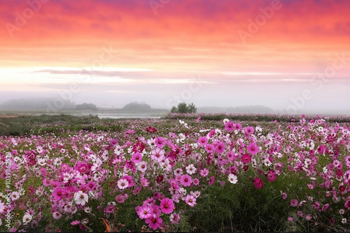 Vibrant field of pink and white cosmos flowers under a dramatic orange and pink sunset sky