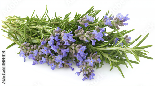 fresh rosemary on white, bunch of rosemary, herb, pieces of rosemary