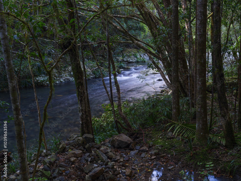 A river filled with rocks and boulders creating small rapids and flows through the forest A river filled with rocks and boulders creating small rapids and flows through the forest