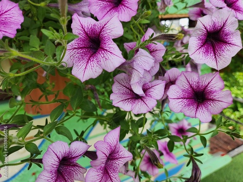 Beautiful of purple flowers and leaves