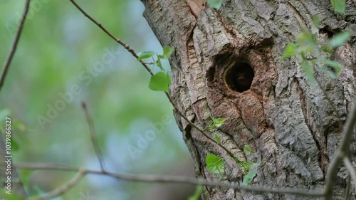 Common noctule bat (Nyctalus noctula) flying out of a tree cavity