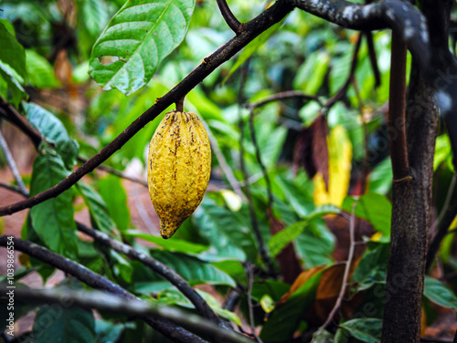 Ripe cacao fruit, cacao pod on cocoa tree plant fruit plantation photo