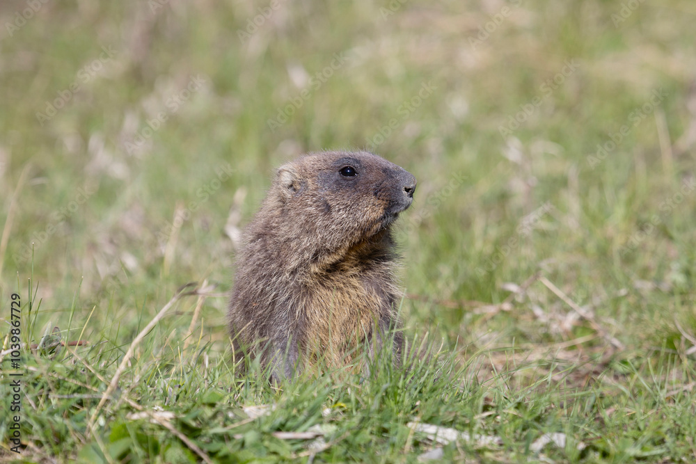 Bobak marmot stand on a grass on summer day Bobak marmot stand on a grass on summer day