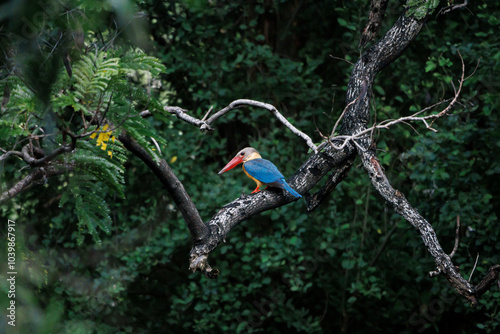 Stork-billed Kingfisher, Pelargopsis capensis perching on tree branch in forest park, massive kingfisher with a large scarlet bill,  lives in a variety of well-wooded habitats near lake or pond photo