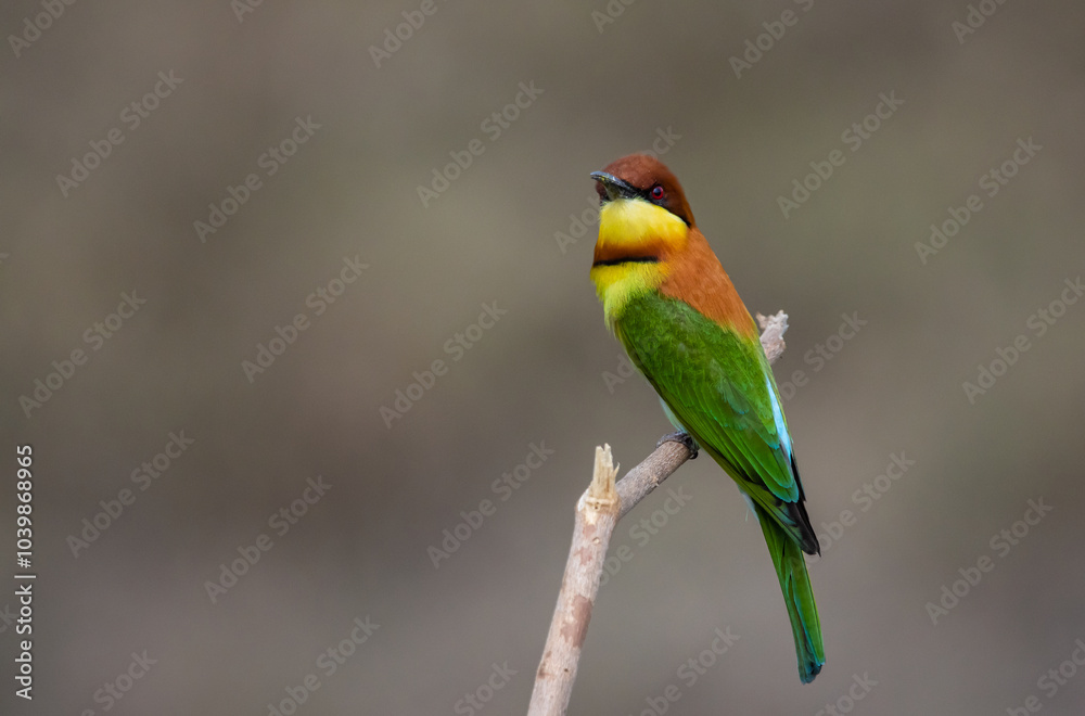 Chestnut-headed Bee-eater on the branch close up shot.