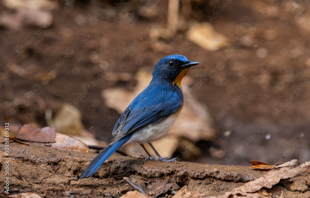 Indochinese Blue Flycatcher on the branch animal portrait. Indochinese Blue Flycatcher on the branch animal portrait.