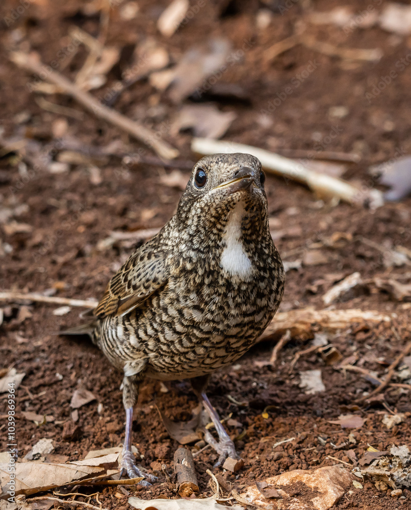 White-throated Rockthrush (female) animal portrait close up shot.