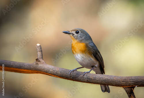 Indochinese Blue Flycatcher on the branch animal portrait.