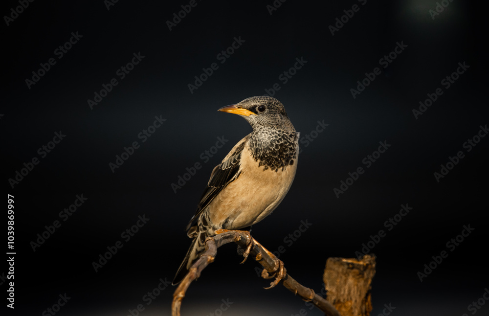 Rosy Starling animal portrait in park of Thailand.
