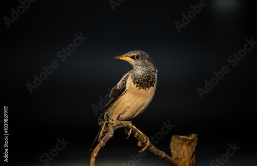 Obraz na płótnie Rosy Starling animal portrait in park of Thailand. w salonie