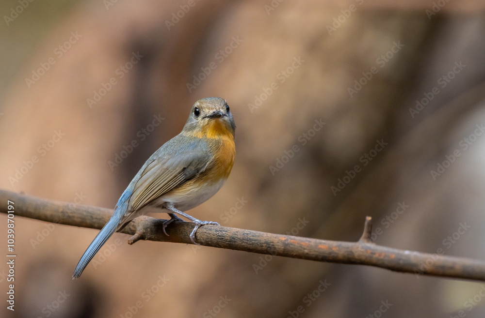 Indochinese Blue Flycatcher on the branch animal portrait.