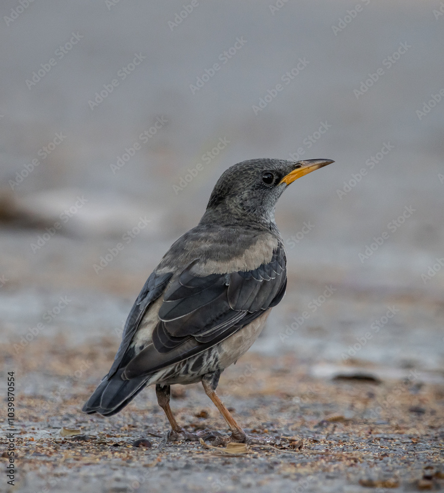 Rosy Starling animal portrait in park of Thailand.