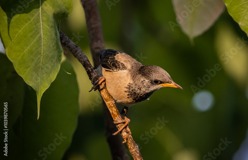 Obraz na płótnie Rosy Starling animal portrait in park of Thailand. w salonie